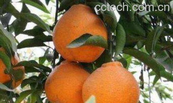 粑粑柑皮的功效与作用-1