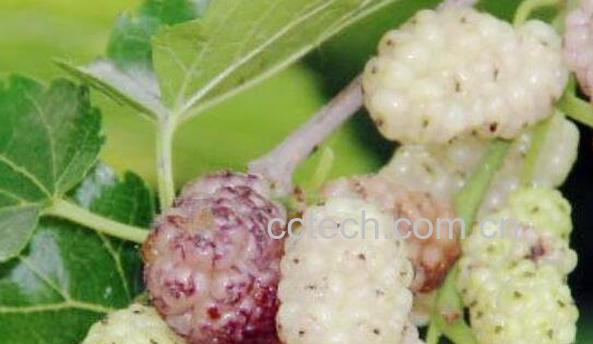 白桑葚的功效与作用 白桑葚的禁忌-1