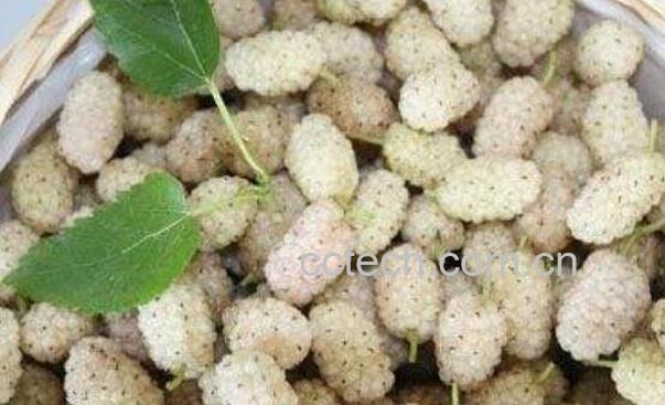 白桑葚的功效与作用 白桑葚的禁忌-0