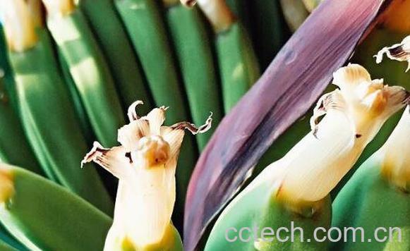 香蕉花蕾的功效与作用 香蕉花蕾的禁忌-0