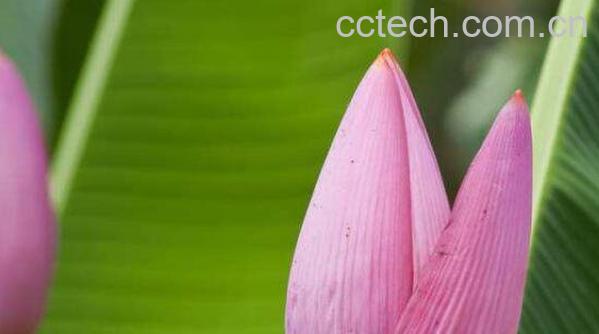 香蕉花蕾的功效与作用 香蕉花蕾的禁忌-1