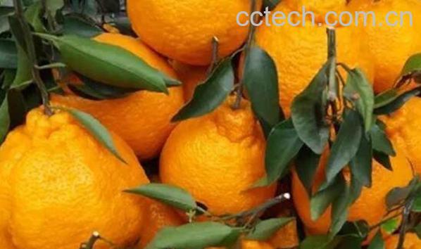 粑粑柑的功效与作用 粑粑柑的禁忌-0