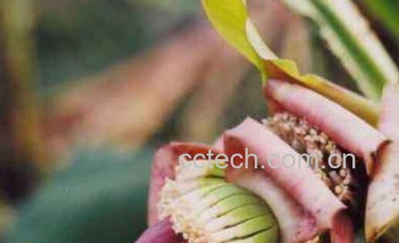 香蕉花泡水功效与作用-0