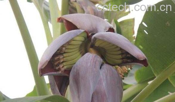香蕉花泡水功效与作用-1