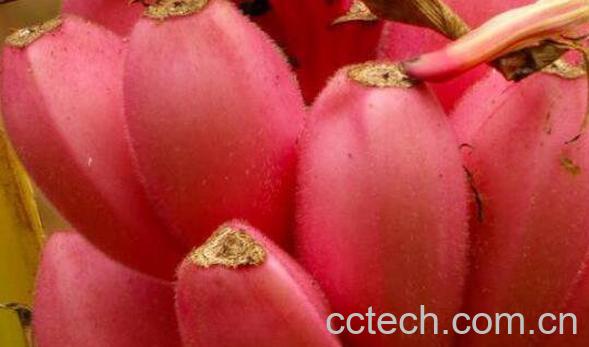 红芭蕉的功效与作用-0