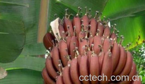 红芭蕉的功效与作用-1