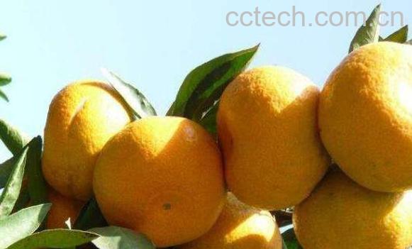 小红柑的功效与作用 小红柑的禁忌-1