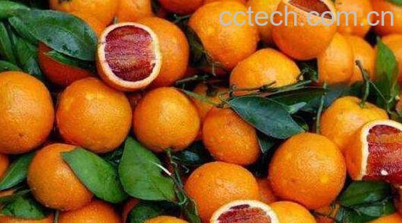 血橙的功效与作用 血橙的禁忌-1