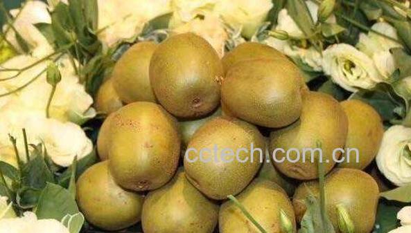 佳沛金果的功效和作用-1