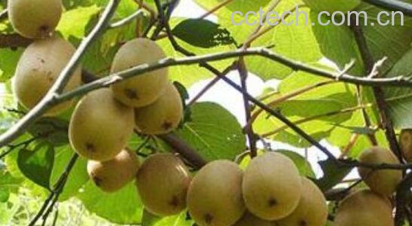 佳沛金果的功效和作用-0