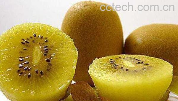 翠香猕猴桃的特点 为什么翠香猕猴桃贵呢-1