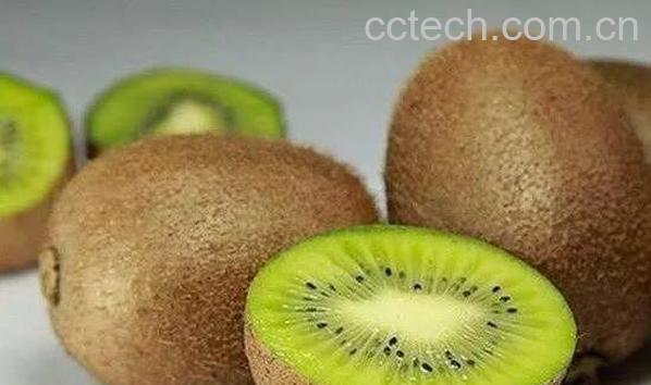 周至猕猴桃什么时候熟 周至猕猴桃的特点-1