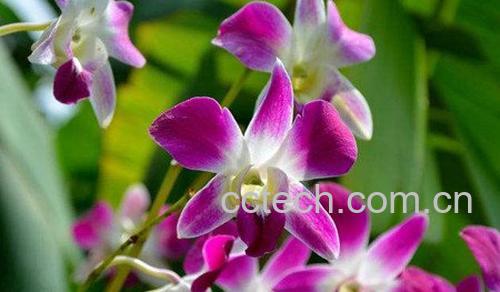 石斛兰-1