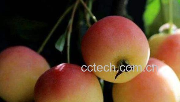 海棠果好吃吗 海棠果怎么吃-1