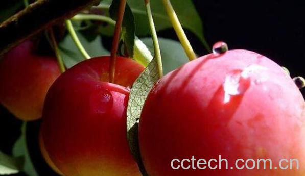 海棠果好吃吗 海棠果怎么吃-0