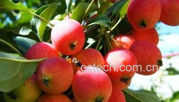 海棠果的功效与作用 吃海棠果的好处-1