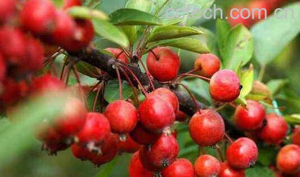 海棠果的功效与作用 吃海棠果的好处-0