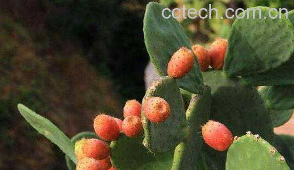 仙人果的功效与作用 仙人果的禁忌-0