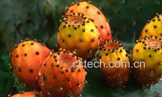 仙人果的功效与作用 仙人果的禁忌-1