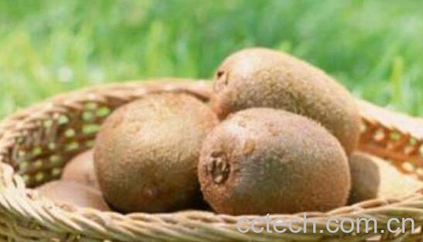 猕猴桃很硬怎么催熟 猕猴桃最快催熟方法-1