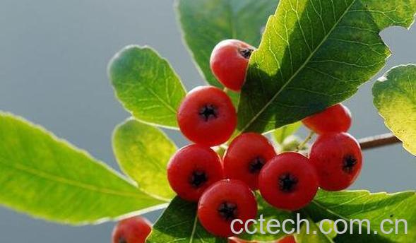 火棘果的功效与作用 火棘果的禁忌-0
