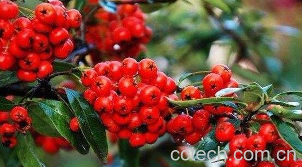 火棘果的功效与作用 火棘果的禁忌-1