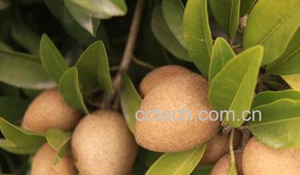 人心果的功效与作用 人心果的禁忌-0