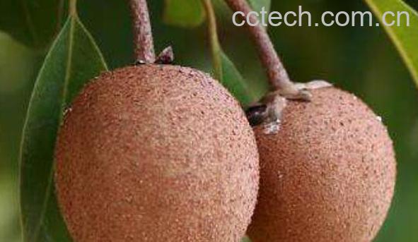 人心果如何泡酒 人心果泡酒的功效-1