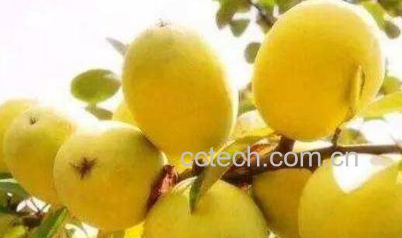 番木瓜与木瓜的区别 吃木瓜的好处-1