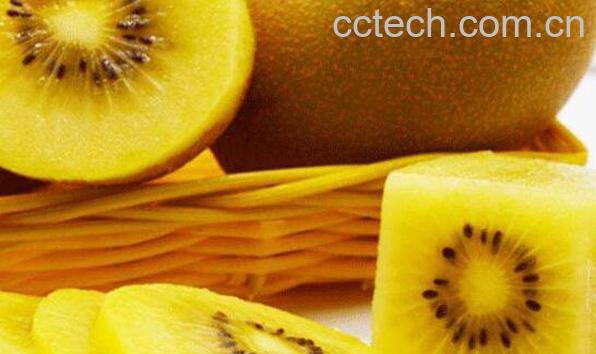 黄心猕猴桃的功效与作用 黄心猕猴桃的禁忌-1