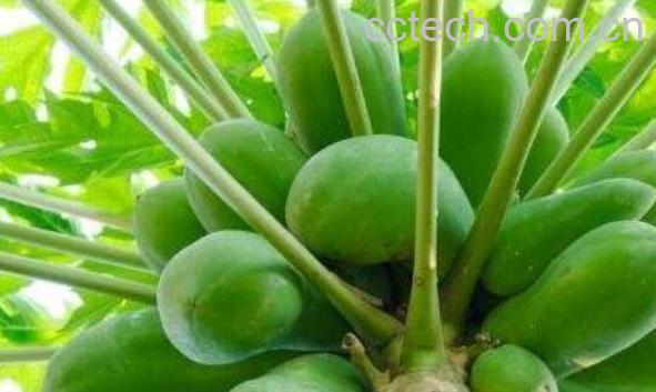 宣木瓜的功效与作用及副作用-0