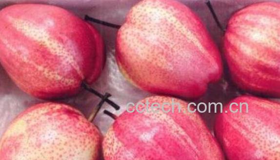 早酥红梨的营养价值及功效-0