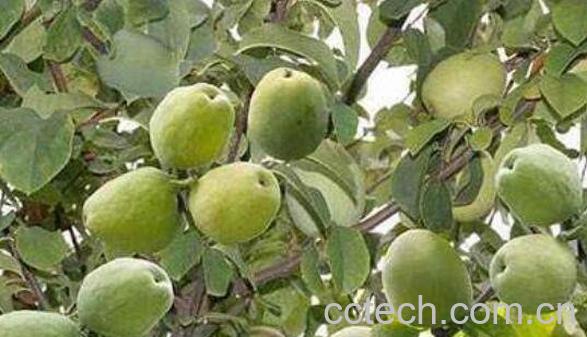 宣木瓜的功效与作用及副作用-1