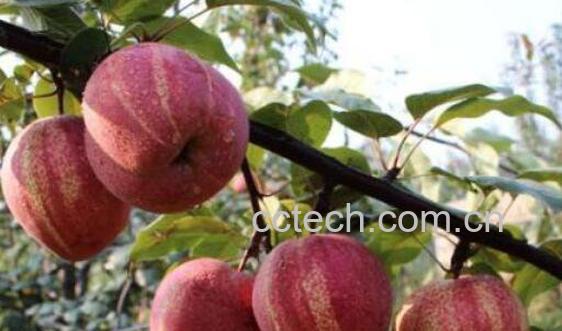 早酥红梨的营养价值及功效-1