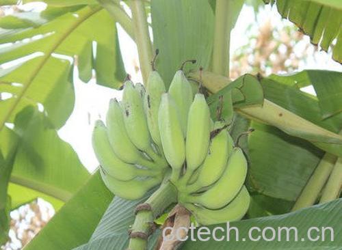 芭蕉青-0