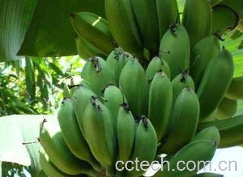 芭蕉青-1