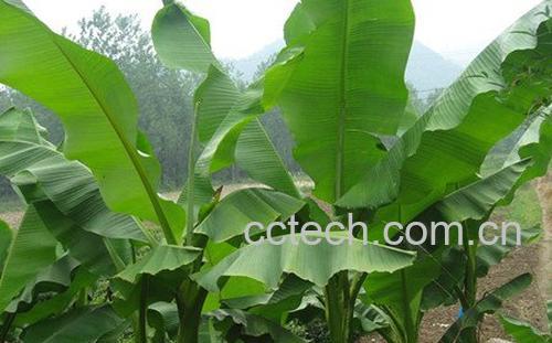 芭蕉-1