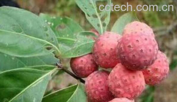 石枣子怎么吃 石枣子的食用方法-1