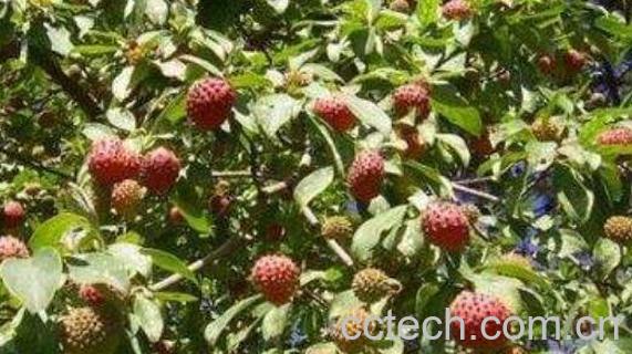 石枣子怎么吃 石枣子的食用方法-0