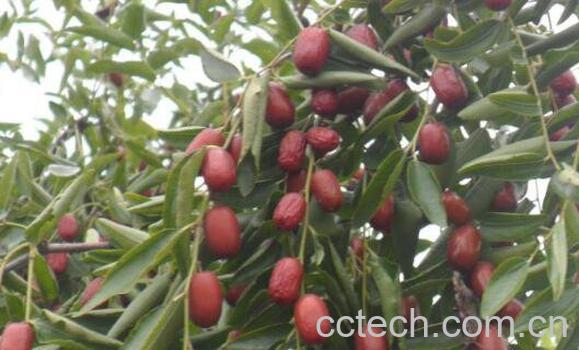 石枣子的功效与作用及副作用-0