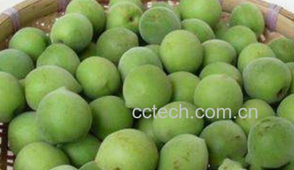 酸梅子的功效与作用-0