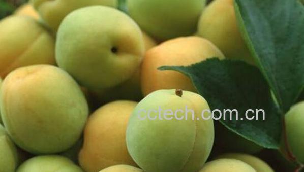 酸梅子的功效与作用-1