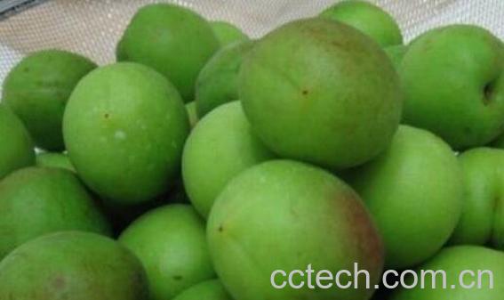 野生酸梅的功效与作用-0