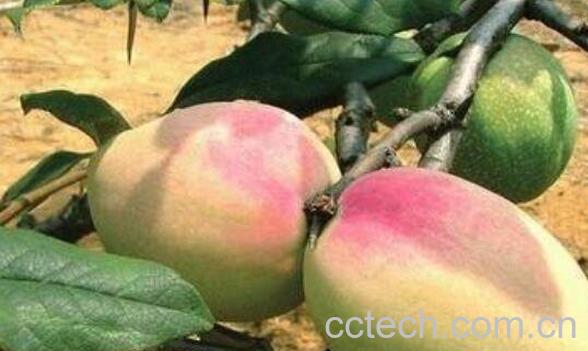 宣木瓜的功效与作用 宣木瓜的副作用-0