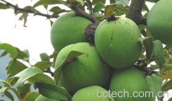 宣木瓜的功效与作用 宣木瓜的副作用-1