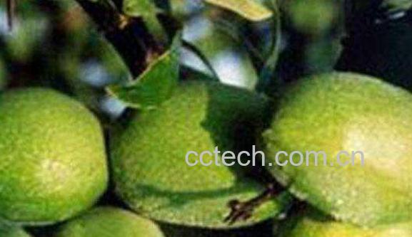 番木瓜与木瓜的区别-1