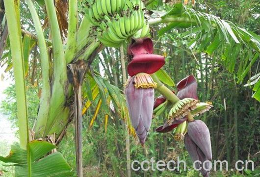 香蕉花-1