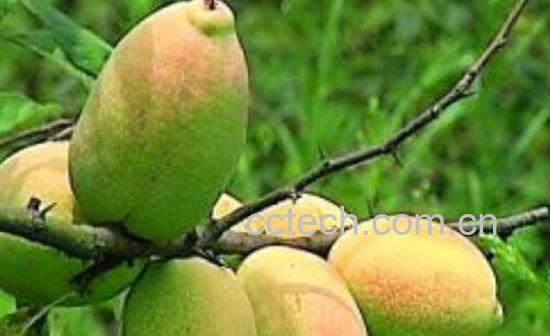 宣木瓜怎么吃好 宣木瓜的食用方法-1