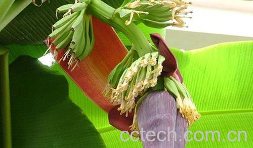 香蕉花-1