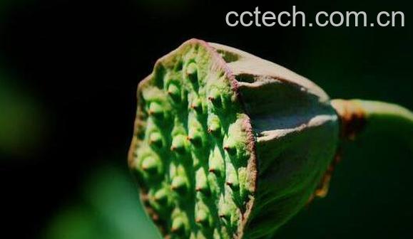 莲蓬泡水的功效与作用 莲蓬泡水的正确方法-0